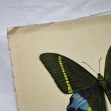 Gravure papillon déco vintage planche botanique naturaliste