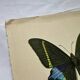 Vintage butterfly print botanical naturalist board