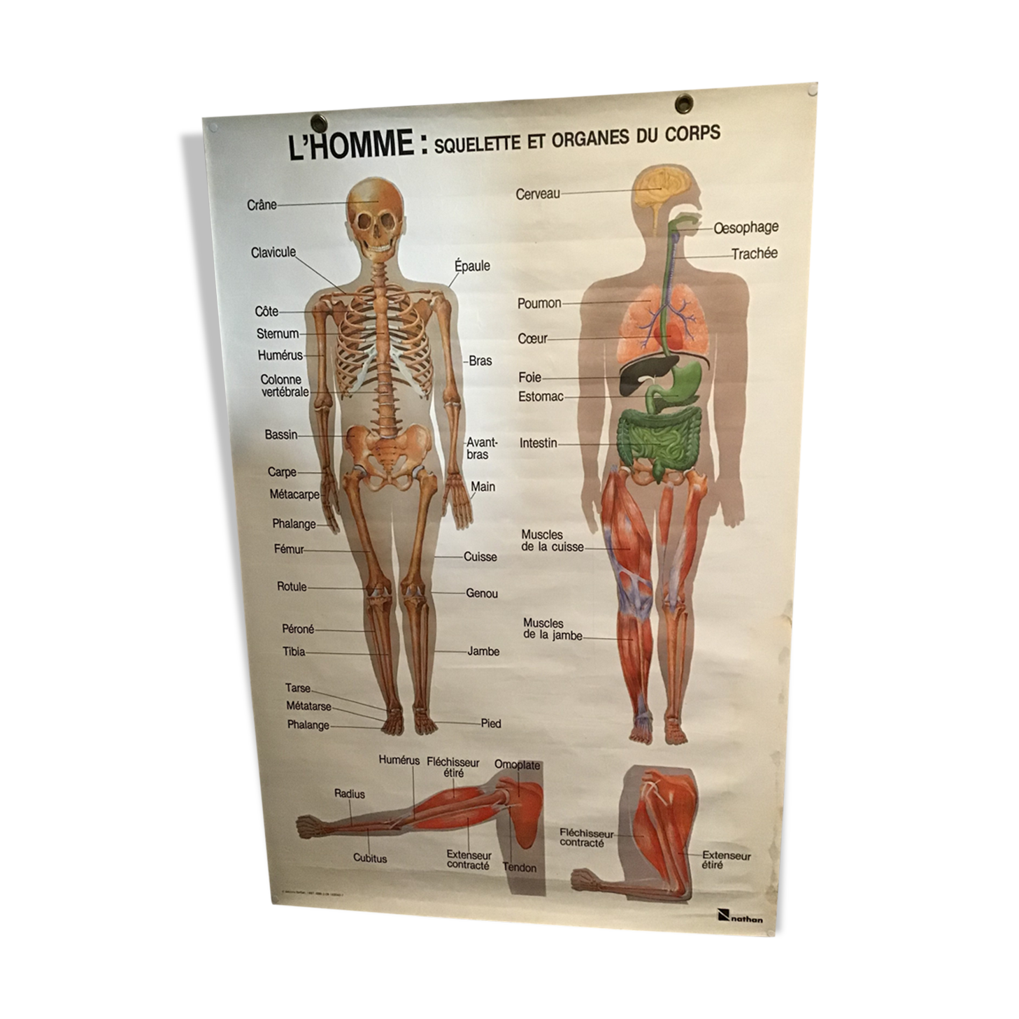 Anatomical board