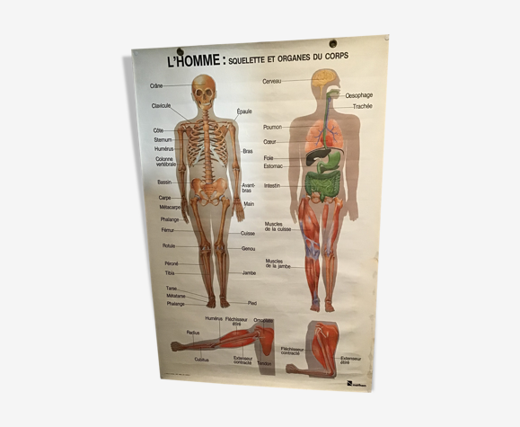 Planche anatomique