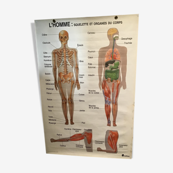 Anatomical board