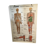 Anatomical board