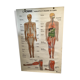 Anatomical board