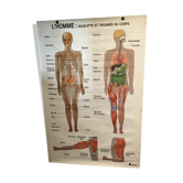 Anatomical board