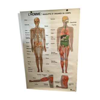 Anatomical board