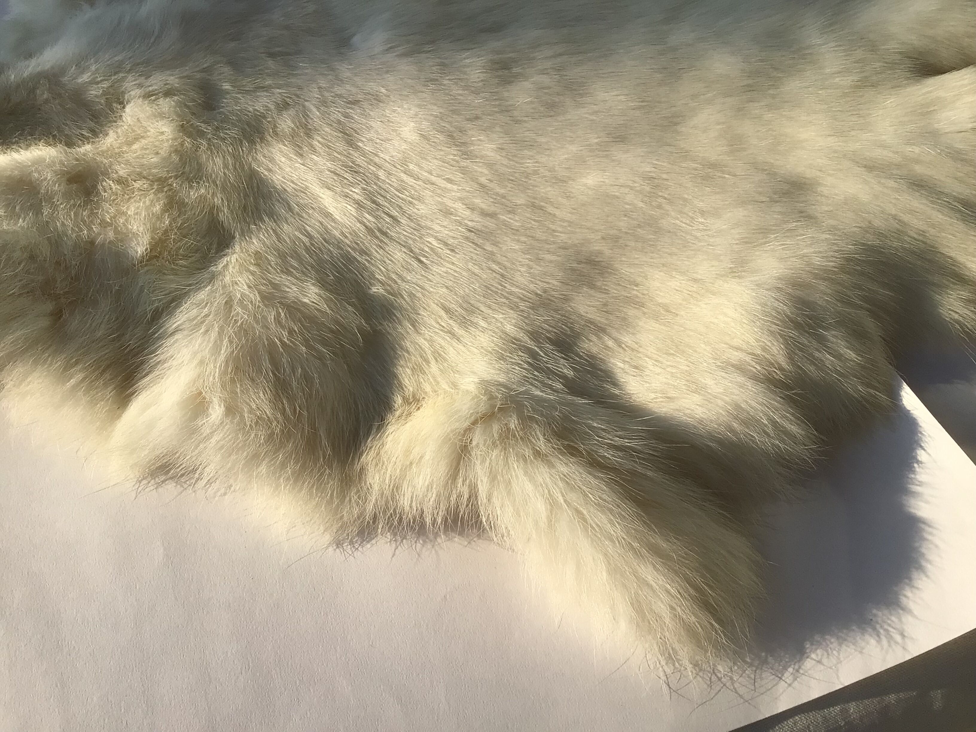 White rabbit skin
