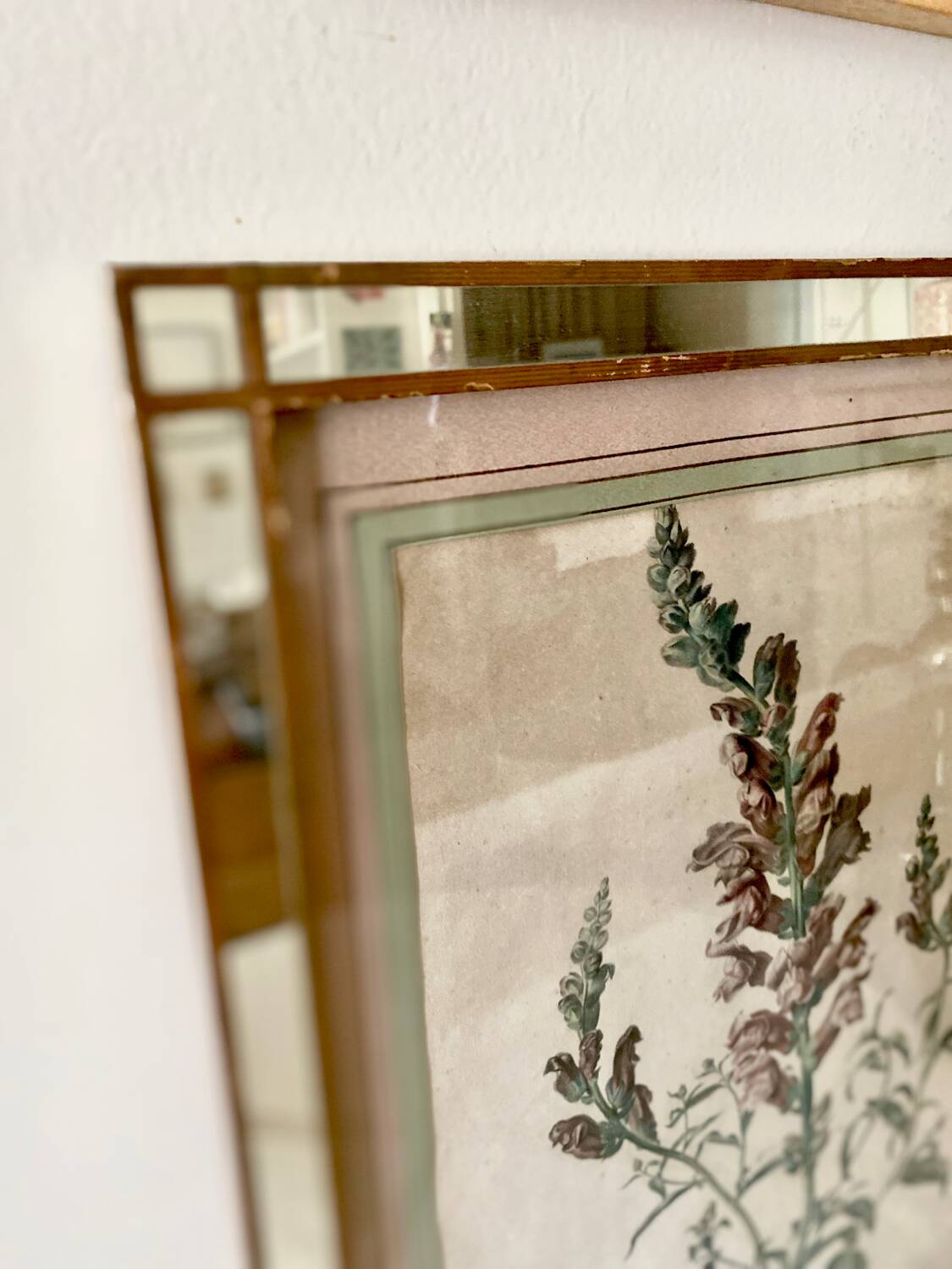 Botanical lithograph frame