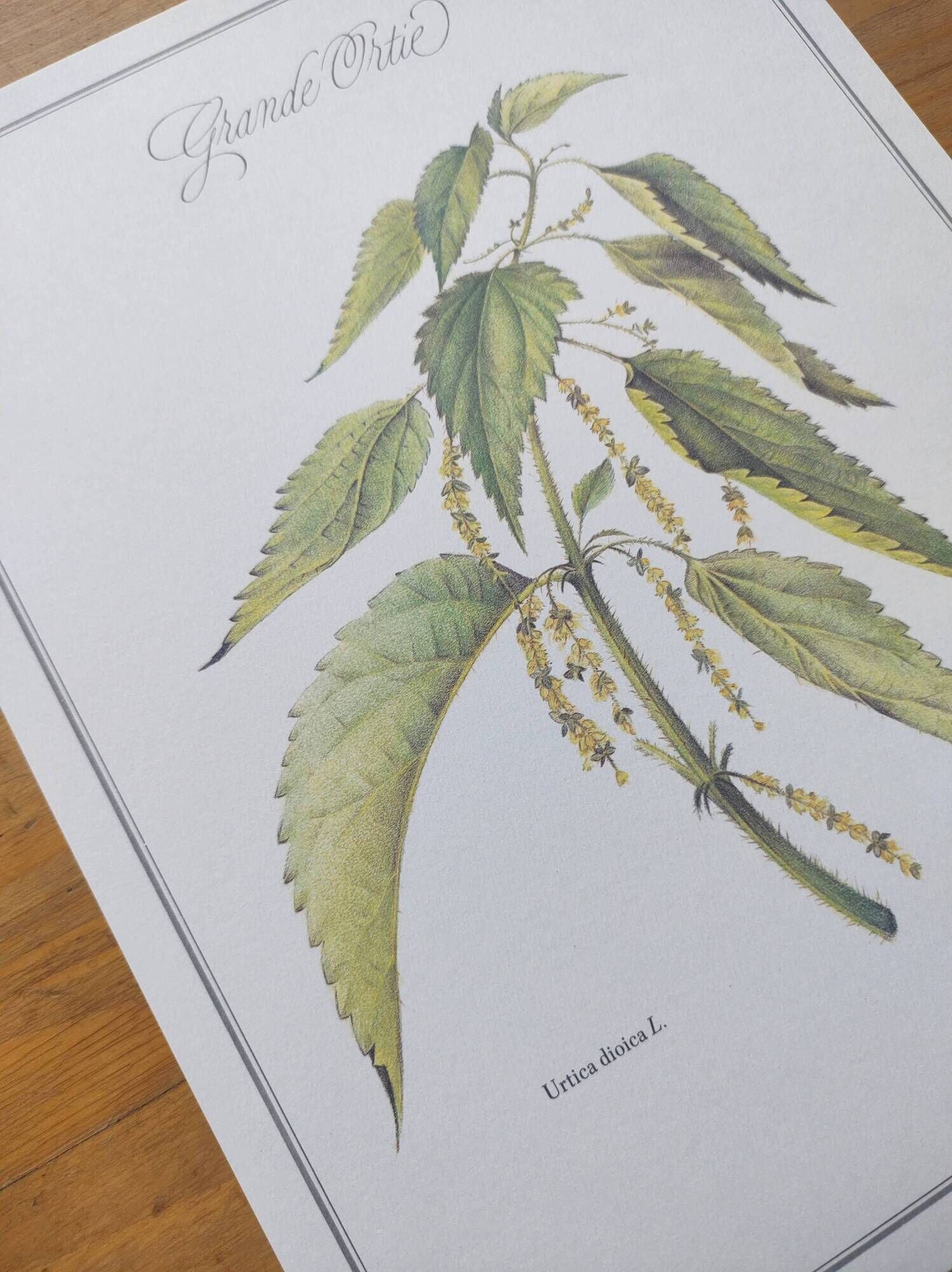 Botanical illustration -Great Nettle- Engraving of medicinal plants and herbs. Pastels by C. Michaut