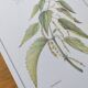 Botanical illustration -Great Nettle- Engraving of medicinal plants and herbs. Pastels by C. Michaut