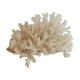 Corail ancien