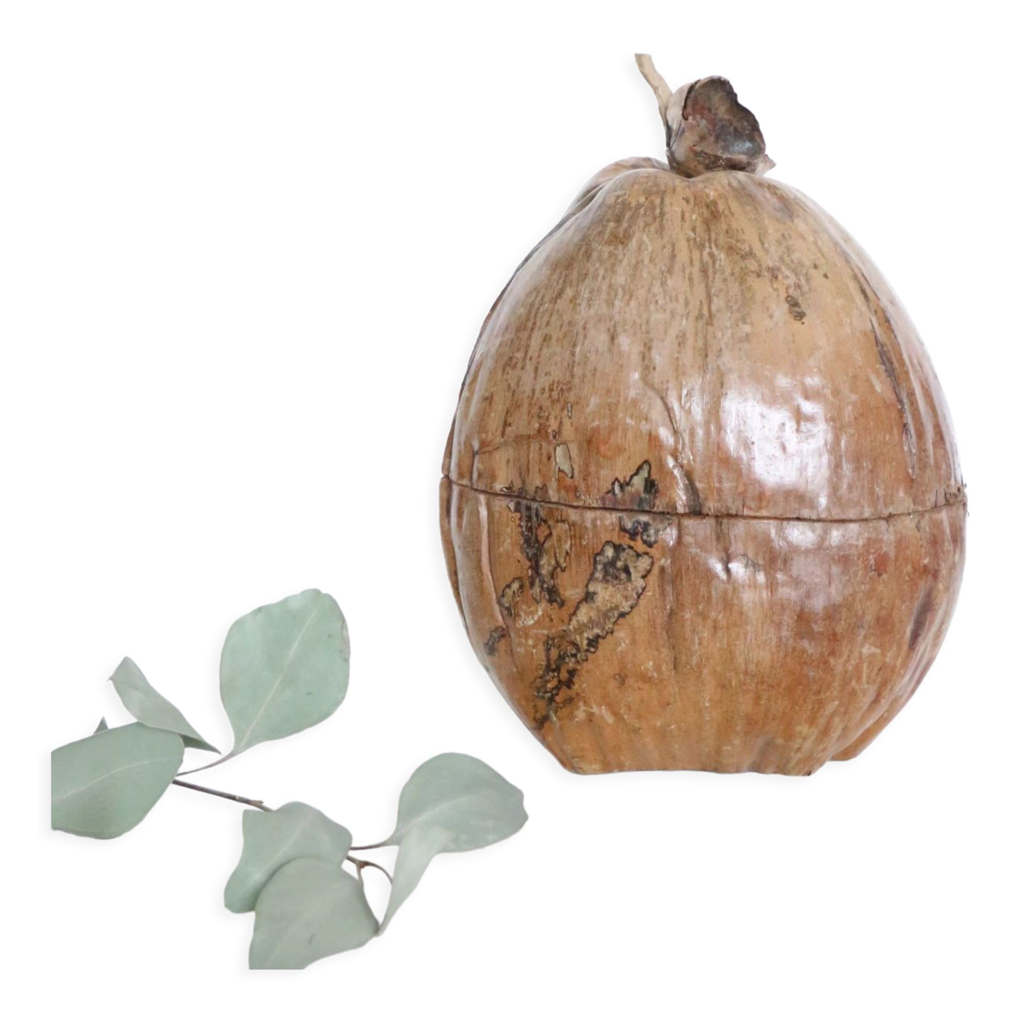 Ice bucket, nature decoration, exotic