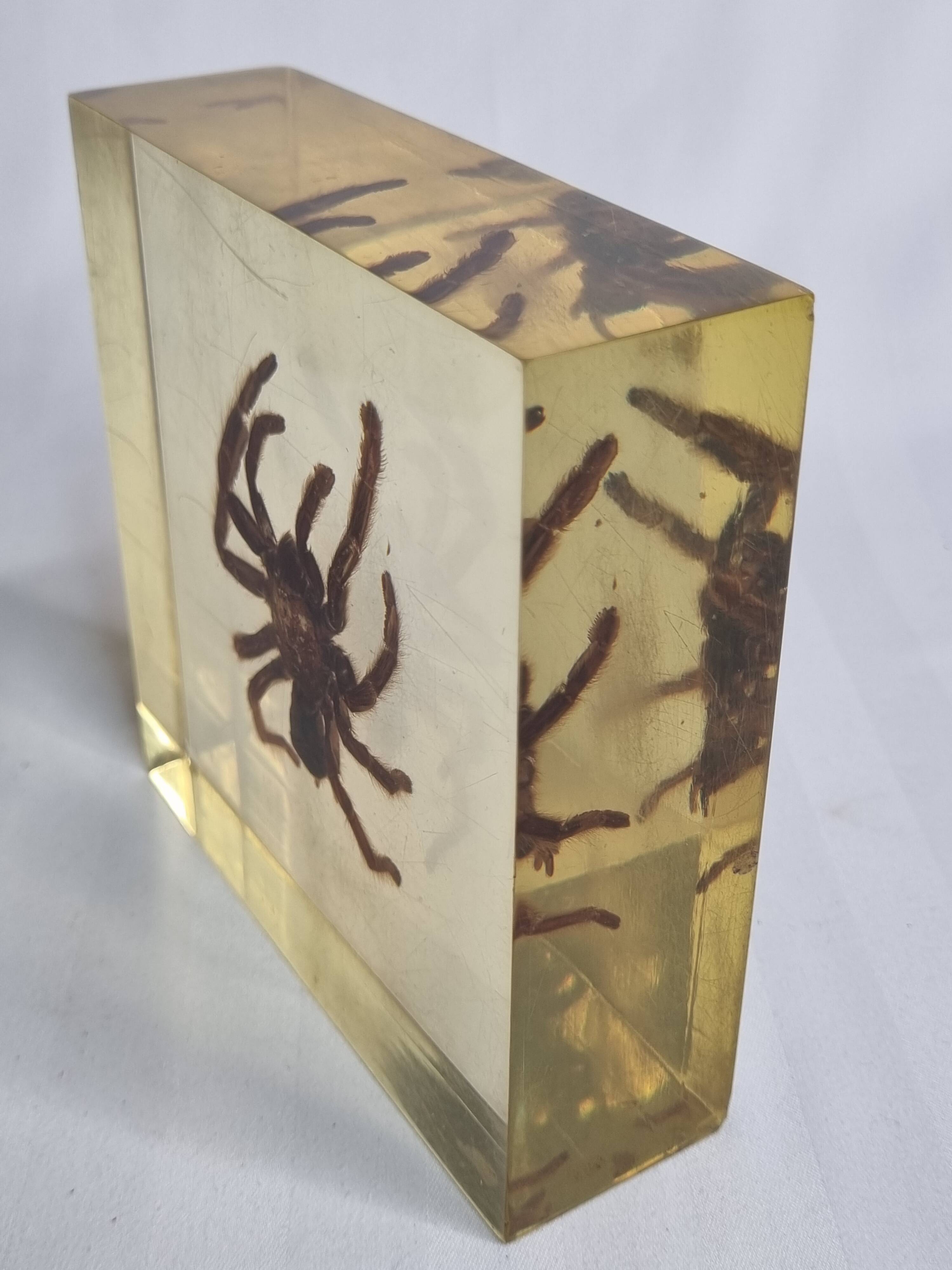 Inclusion of vintage naturalist, tarantula in taxidermy