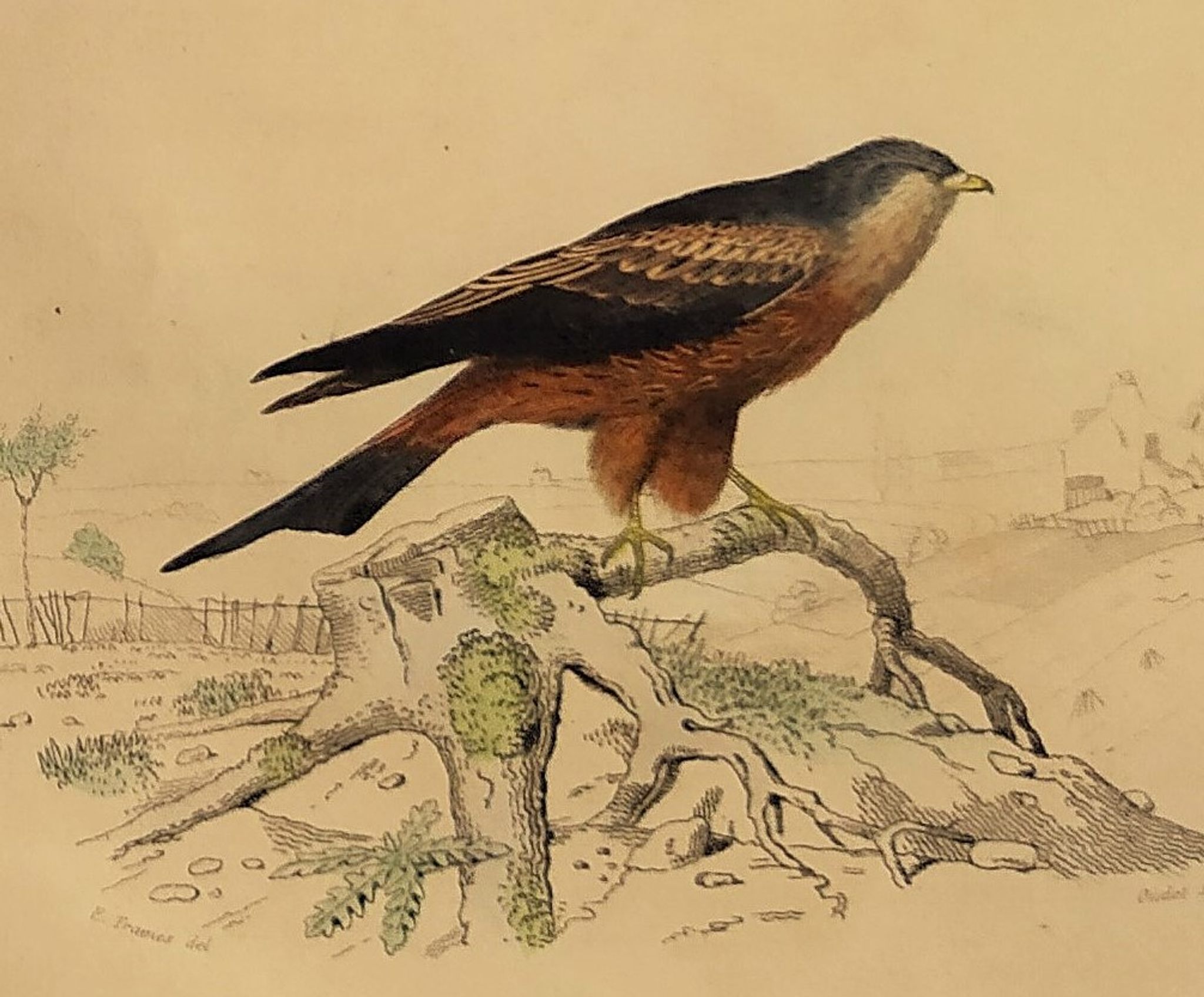 Planche ornithologique " Buse & Milan " Buffon 1838