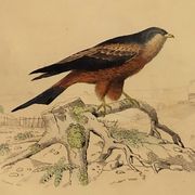Planche ornithologique " Buse & Milan " Buffon 1838