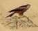 Planche ornithologique " Buse & Milan " Buffon 1838