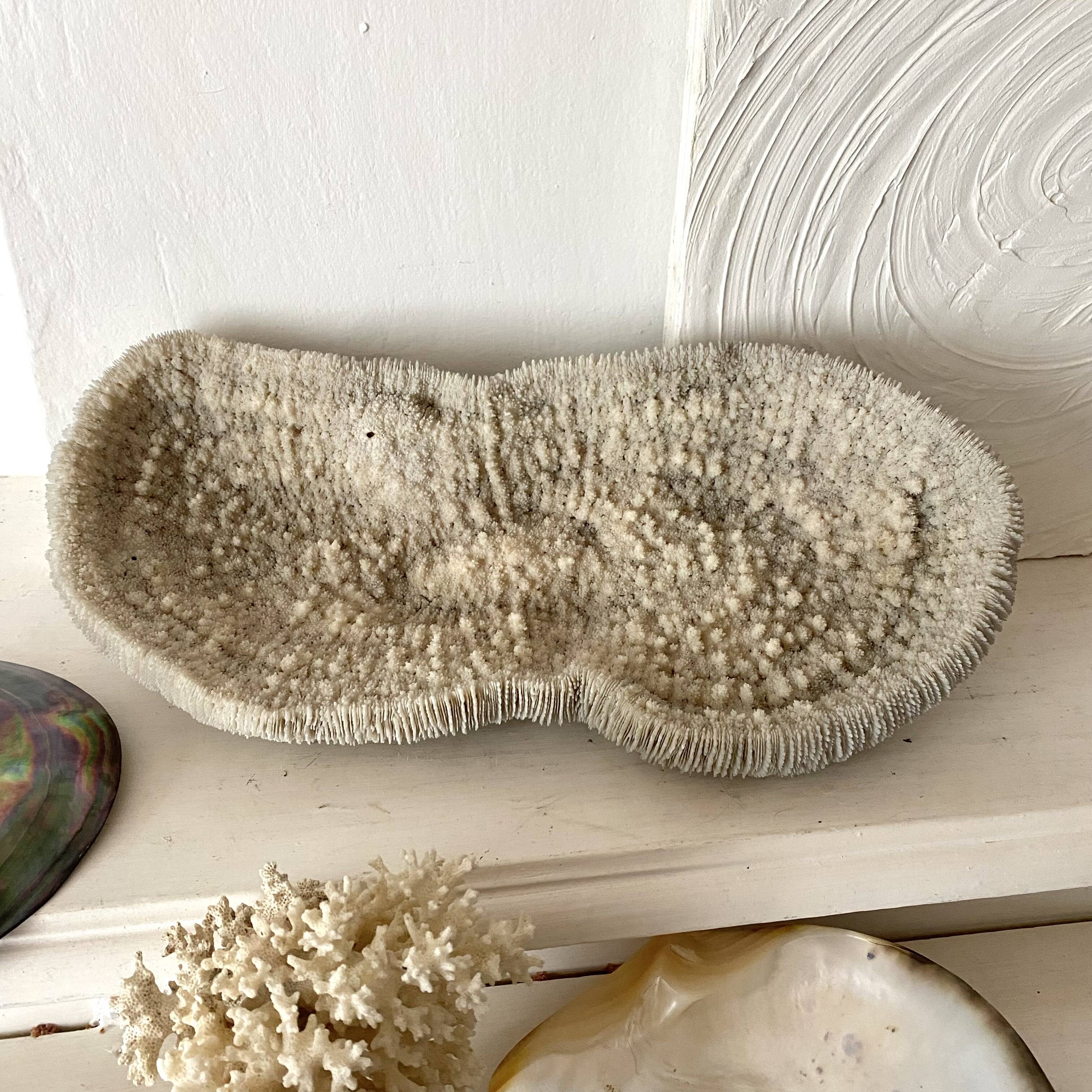 Large "shark cushion" coral 39cm