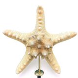 Starfish on turned wooden base, late 19th century - cabinet of curiosities
