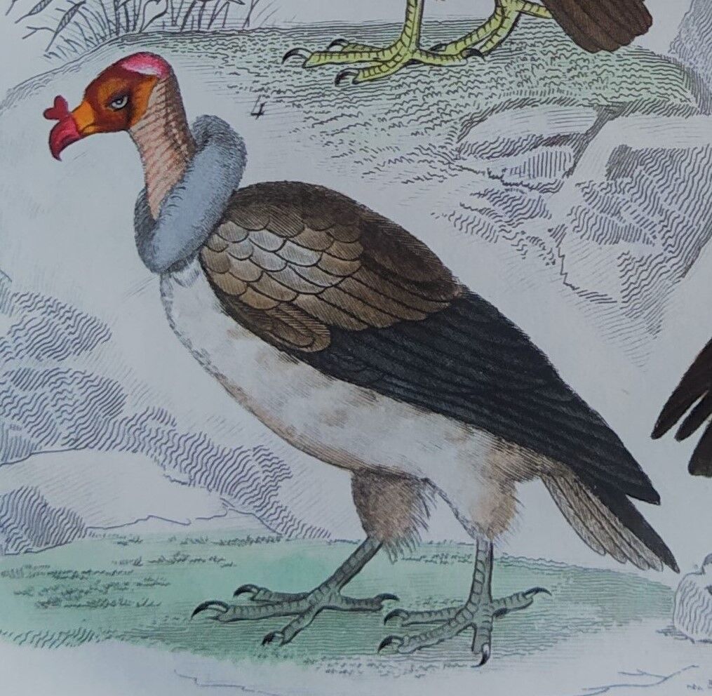 Planche Ornithologique originale " Vautour - Vautour Aigrette - &c.... " Buffon 1836