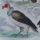 Planche Ornithologique originale " Vautour - Vautour Aigrette - &c.... " Buffon 1836