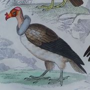 Original ornithological plate "Vulture - Egret Vulture - &c.... " Buffon 1836
