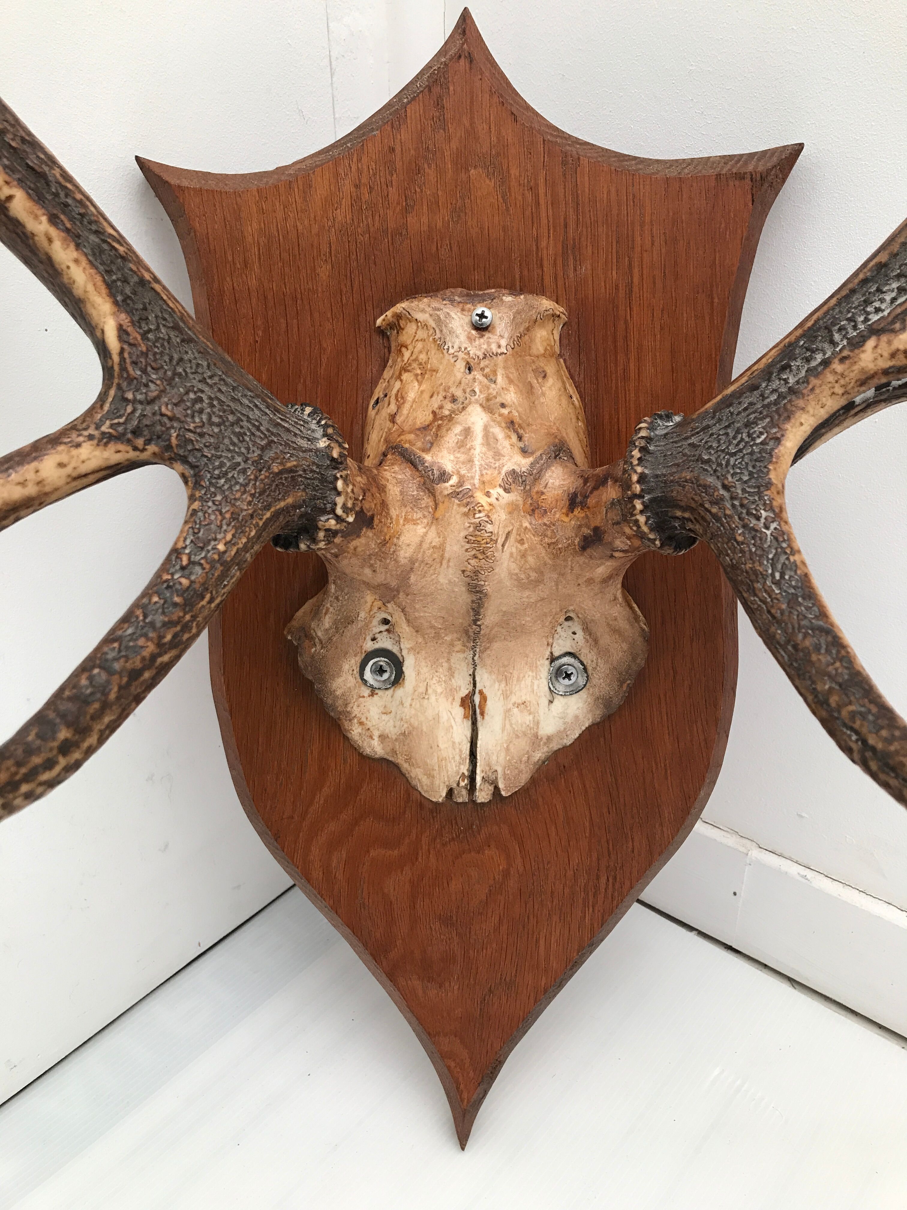 Deer trophy on wooden base 1960