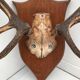 Deer trophy on wooden base 1960