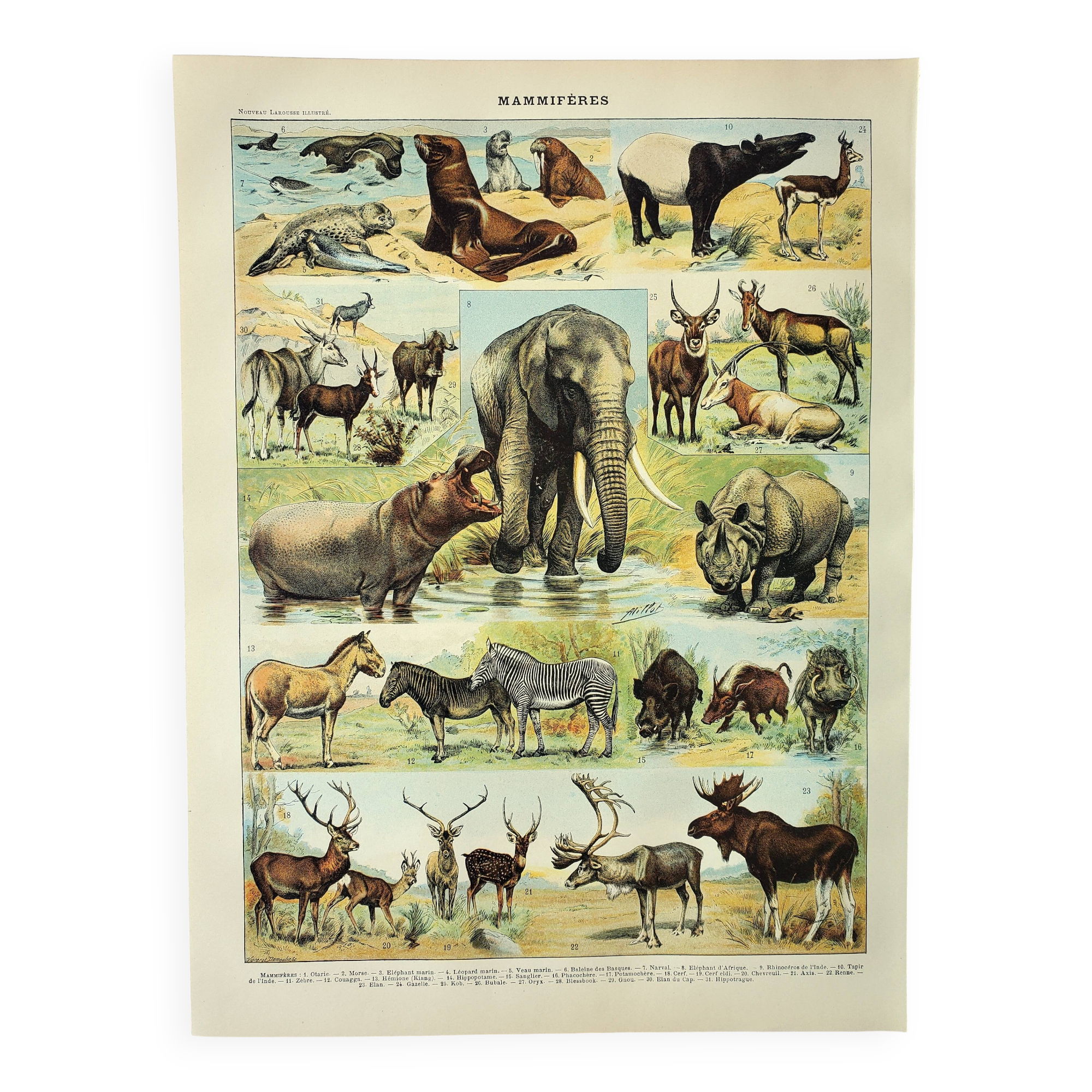 Antique engraving 1898, Mammals 1, animals, zoology • Lithograph, original illustration