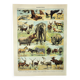 Antique engraving 1898, Mammals 1, animals, zoology • Lithograph, original illustration