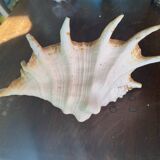 Conch shell