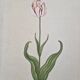 La Roche Laffitte (Born in 1943) - Watercolour drawing on silk - Tulip