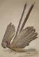 Planche Ornithologique originale " l'argus " - Buffon 1838