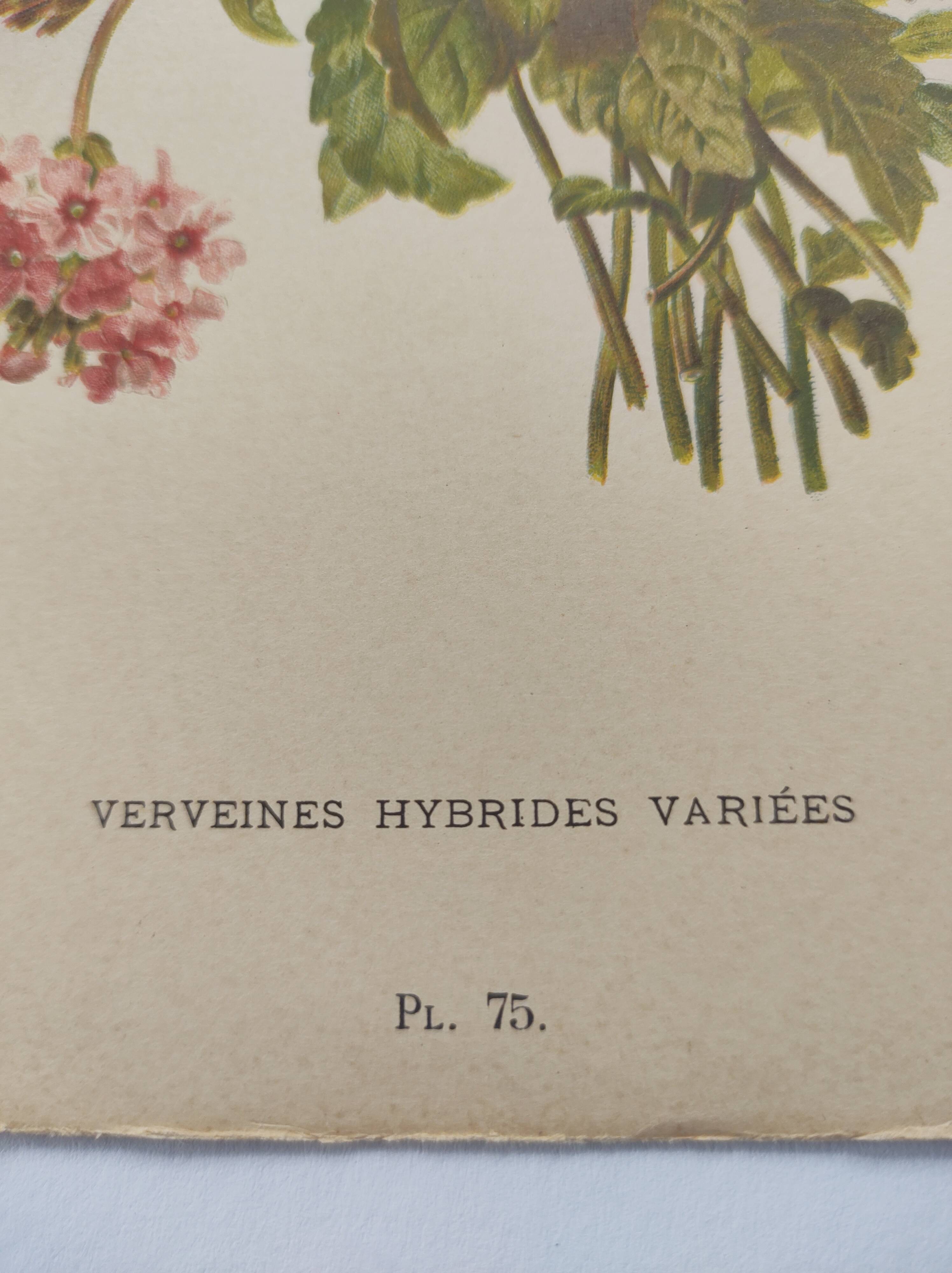 Gravure ancienne de 1899 de Élisa Champin -Verveine- Planche de fleurs