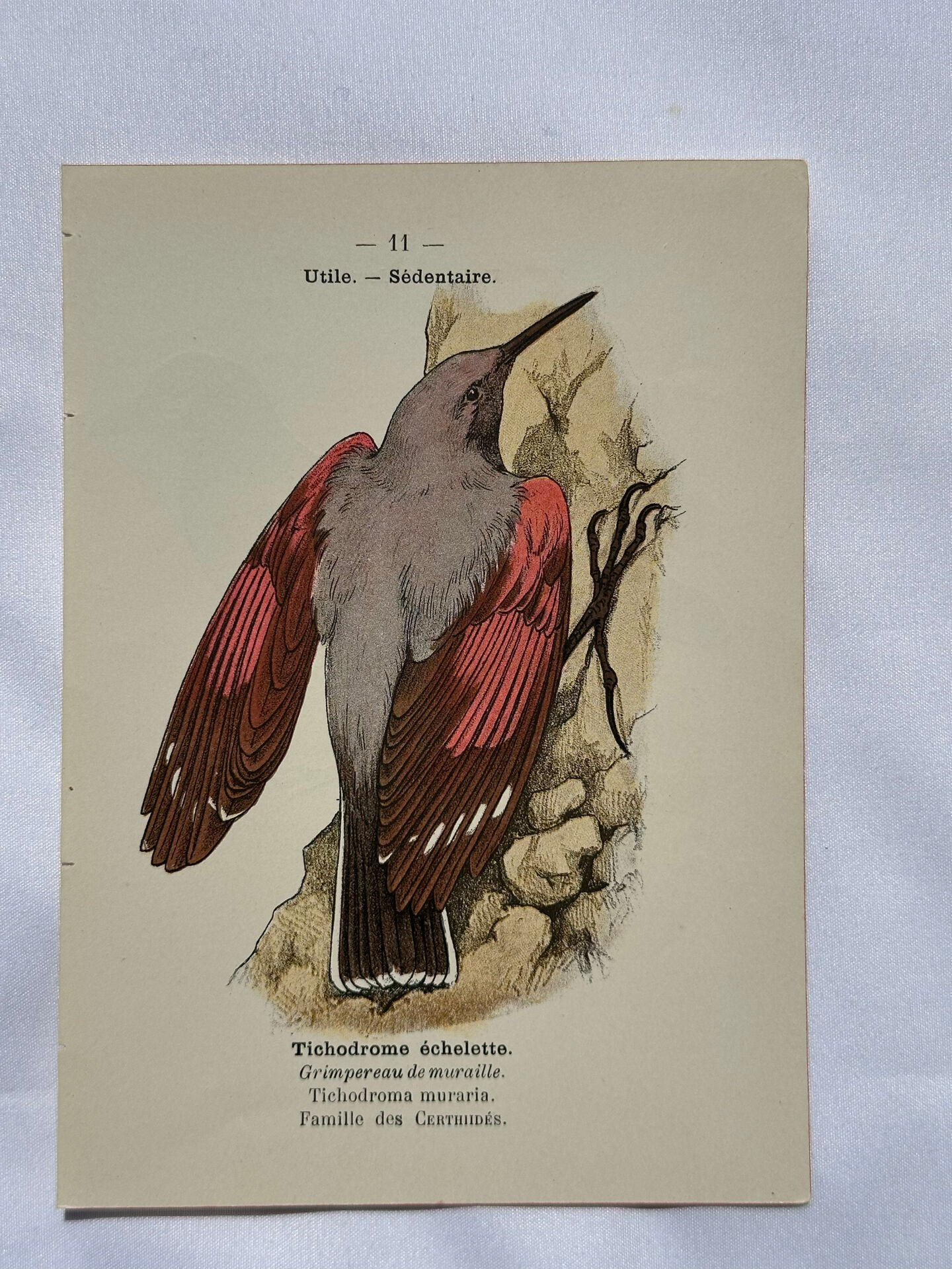 Planche Botanique Gravure oiseaux naturaliste  19eme recto verso  A