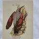 Planche Botanique Gravure oiseaux naturaliste  19eme recto verso  A