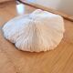 Ancient Coral Fungia or Shark Cushion 15cm