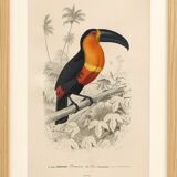 Antique engraving from 1849. Monkey by J. Werner. Zoology of Orbigny. Savannah