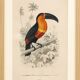 Antique engraving from 1849. Monkey by J. Werner. Zoology of Orbigny. Savannah