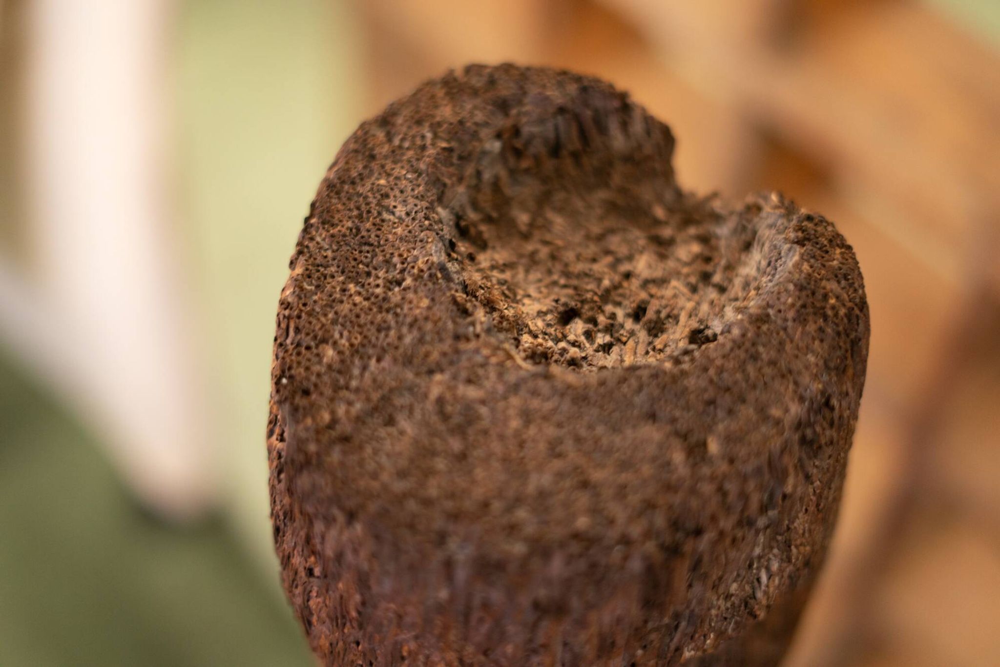 Tree fern totem statue