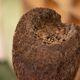 Tree fern totem statue