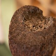 Tree fern totem statue