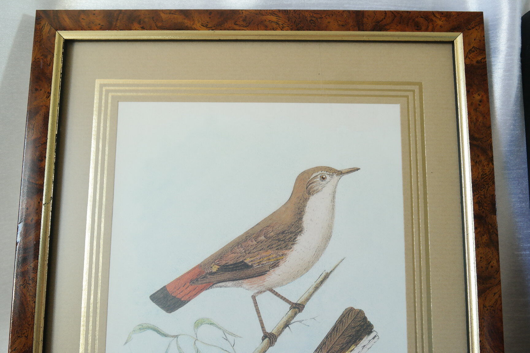 Pair of framed bird engravings