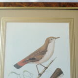 Pair of framed bird engravings