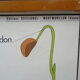 Set of 10 Rossignol posters on plants with frame