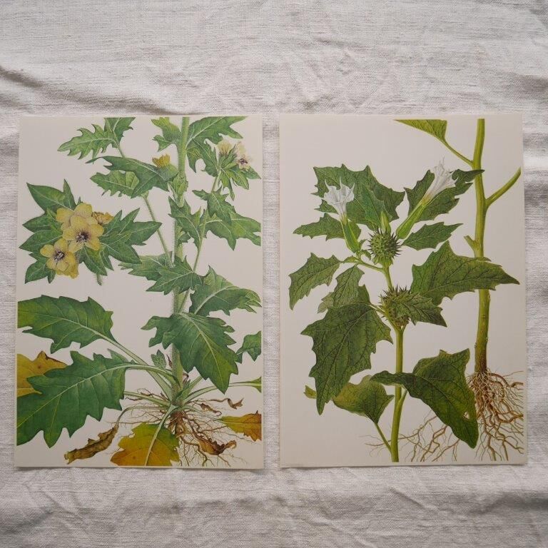 Set of 2 botanical plates Geigy, thorny apple and black henbath