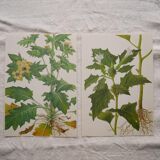 Set of 2 botanical plates Geigy, thorny apple and black henbath