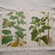 Set of 2 botanical plates Geigy, thorny apple and black henbath