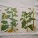 Set of 2 botanical plates Geigy, thorny apple and black henbath