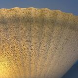 Paire d'appliques vintage coquillage, verre et laiton, France, 1970