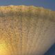 Pair of vintage shell wall lights, glass and brass, France, 1970