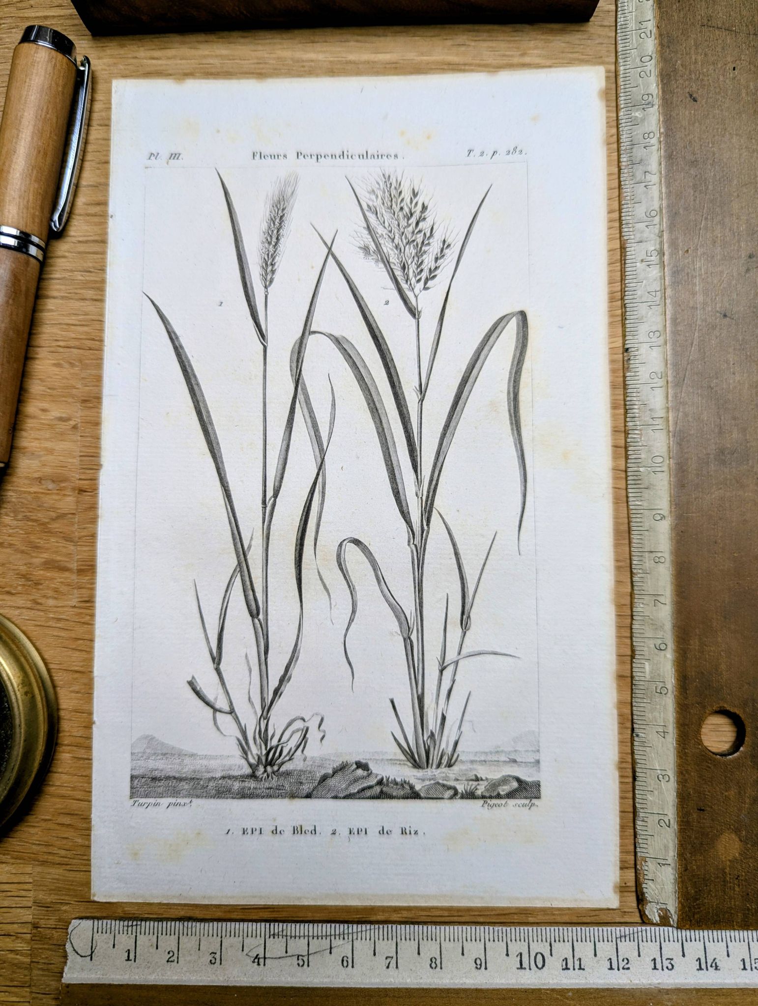 Printed in 1818, Wheat and Rice. Vintage botany.